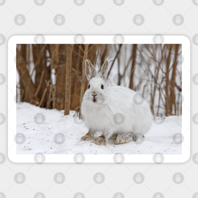 Snowshoe Hare Sticker by Jim Cumming